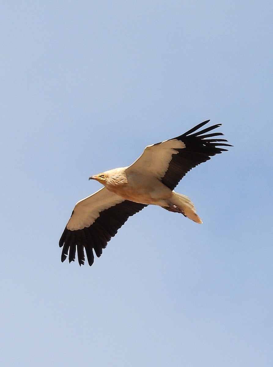 Дэлт ёл - ML631913177