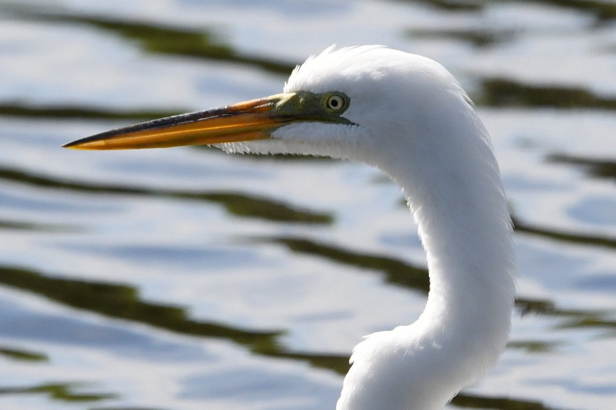 Great Egret (American) - ML631913179