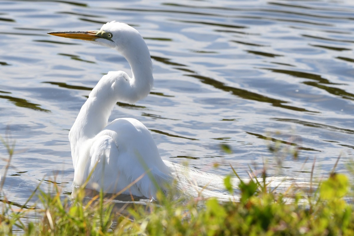 Great Egret (American) - ML631913180