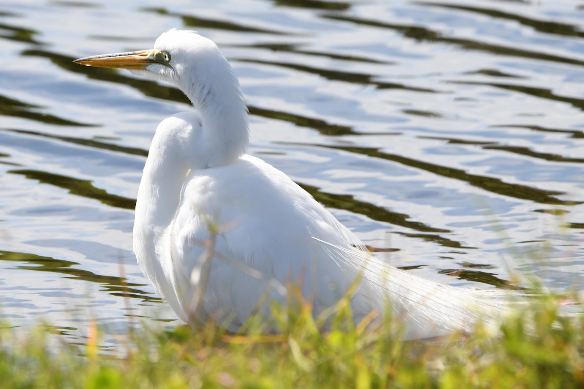 Great Egret (American) - ML631913181