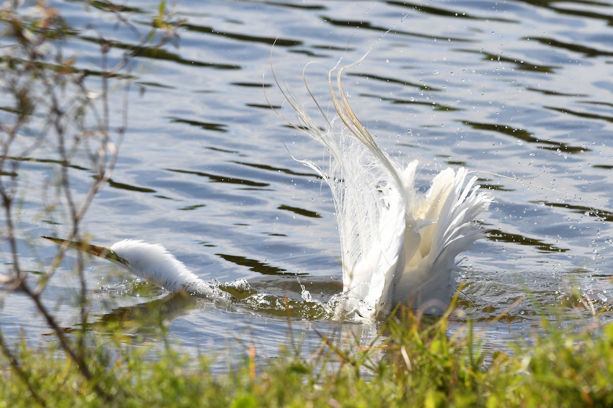 Great Egret (American) - ML631913182