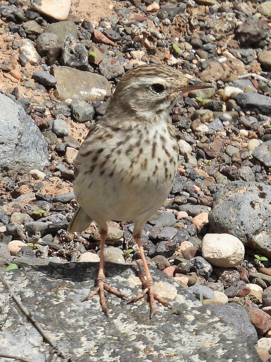 Berthelot's Pipit - ML631913187