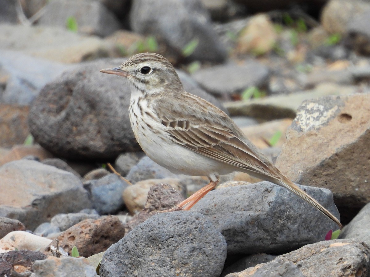 Berthelot's Pipit - ML631913188