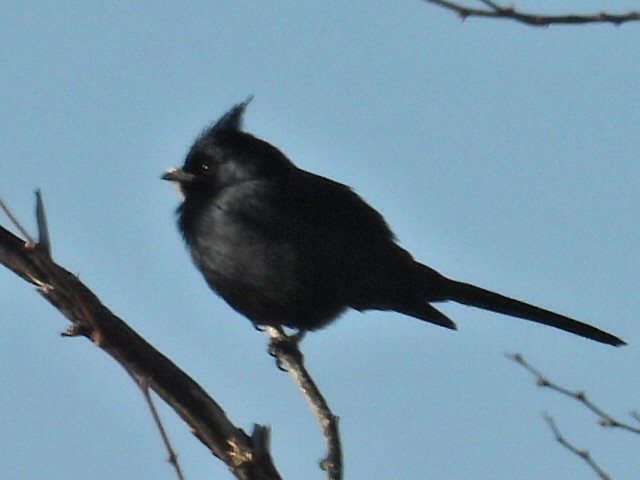 Capulinero Negro - ML631913362