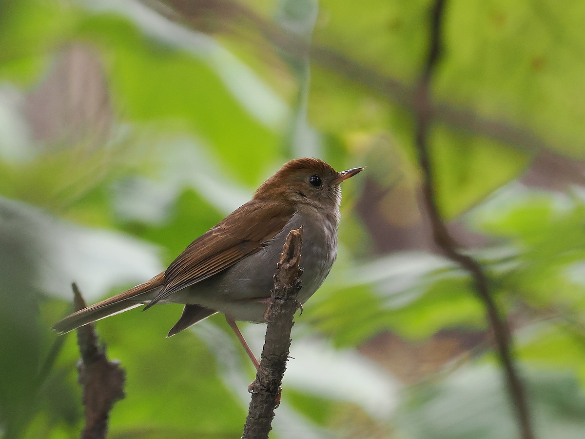 Russet Nightingale-Thrush - ML631913461