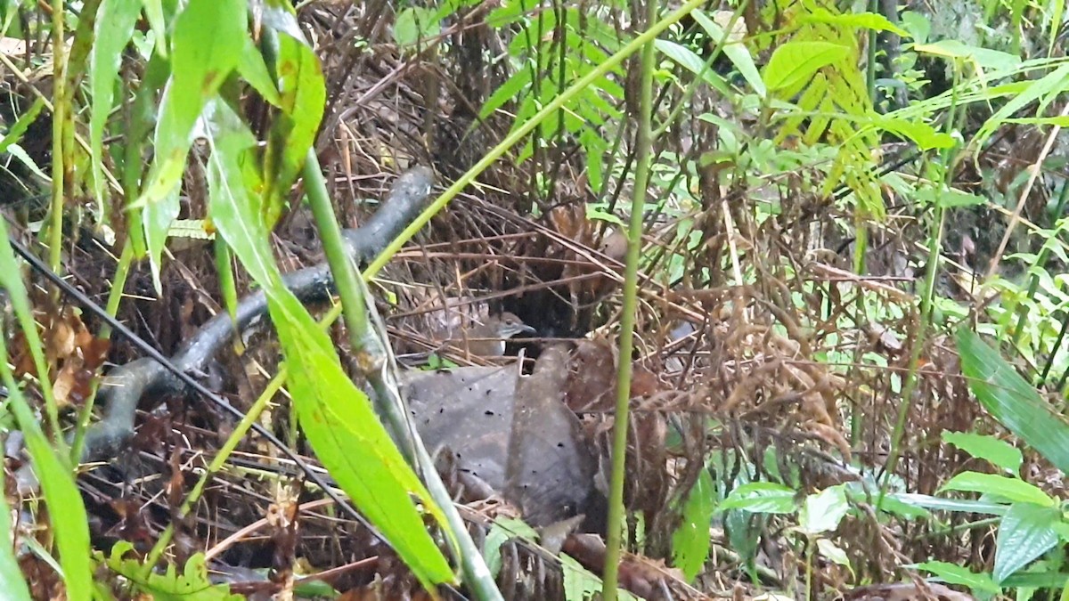 Bicol Ground-Warbler - ML631913597