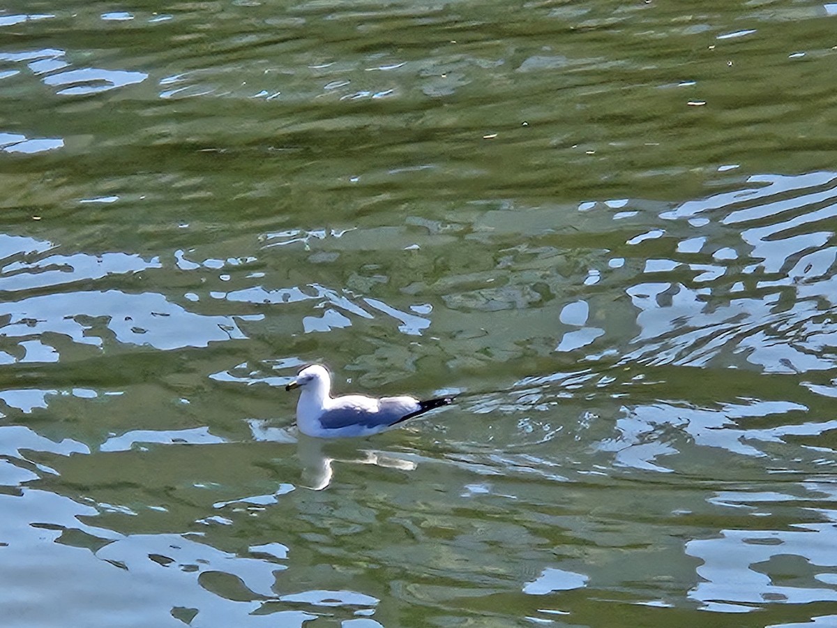 Ring-billed Gull - ML631913876