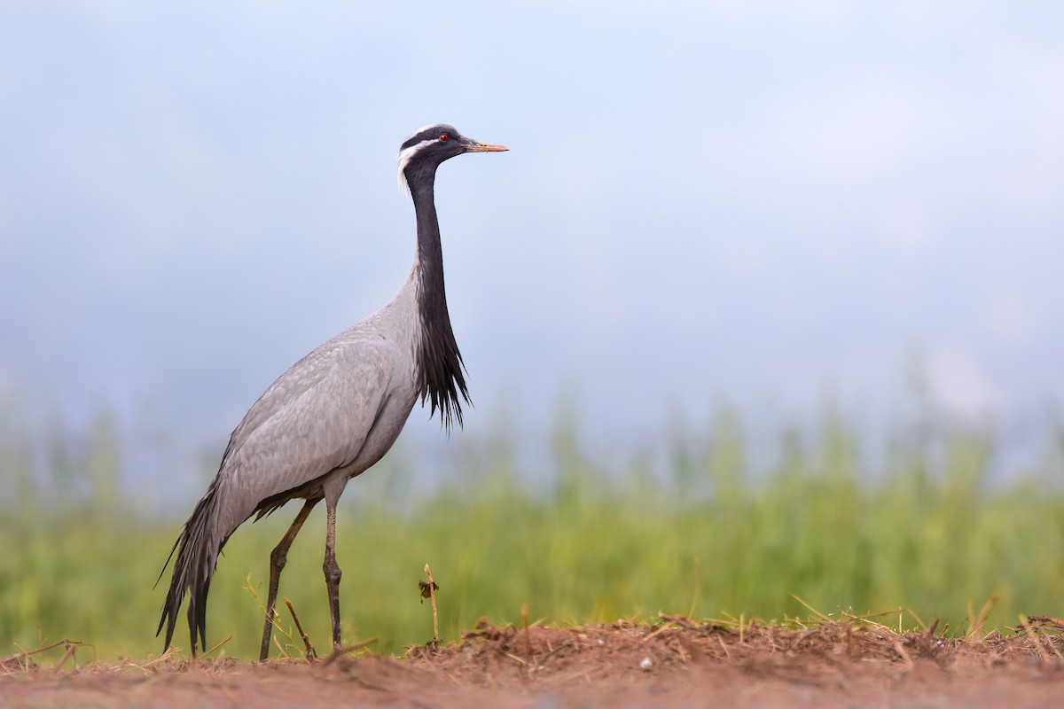 Grulla Damisela - ML631913929