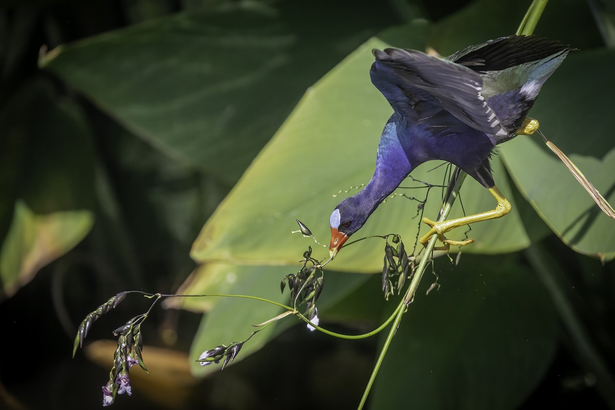 Purple Gallinule - ML631914147