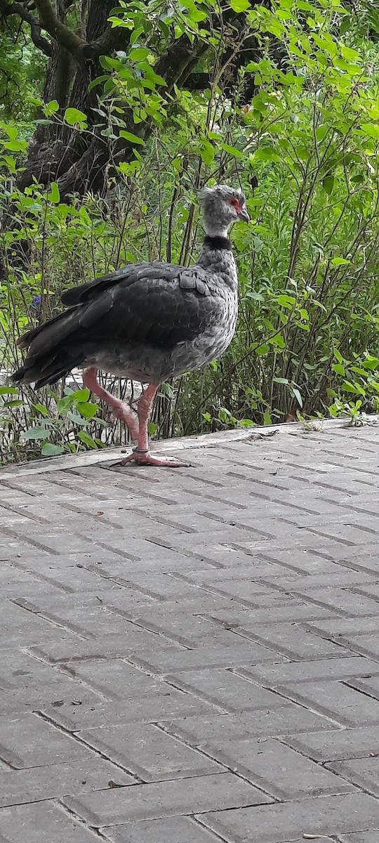 Southern Screamer - ML631914149