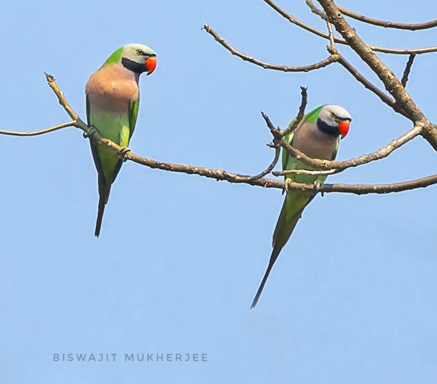 Red-breasted Parakeet - ML631914345