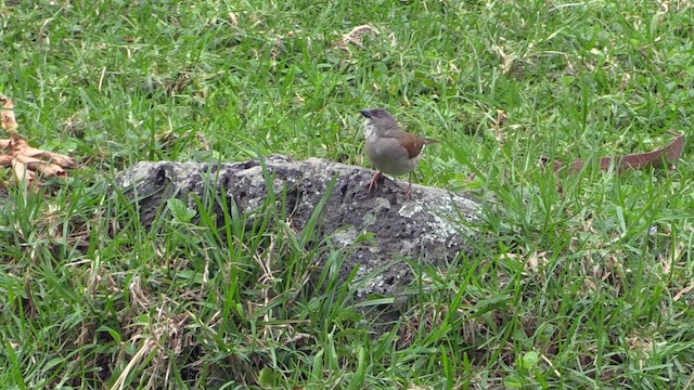 Northern Gray-headed Sparrow - ML631914350