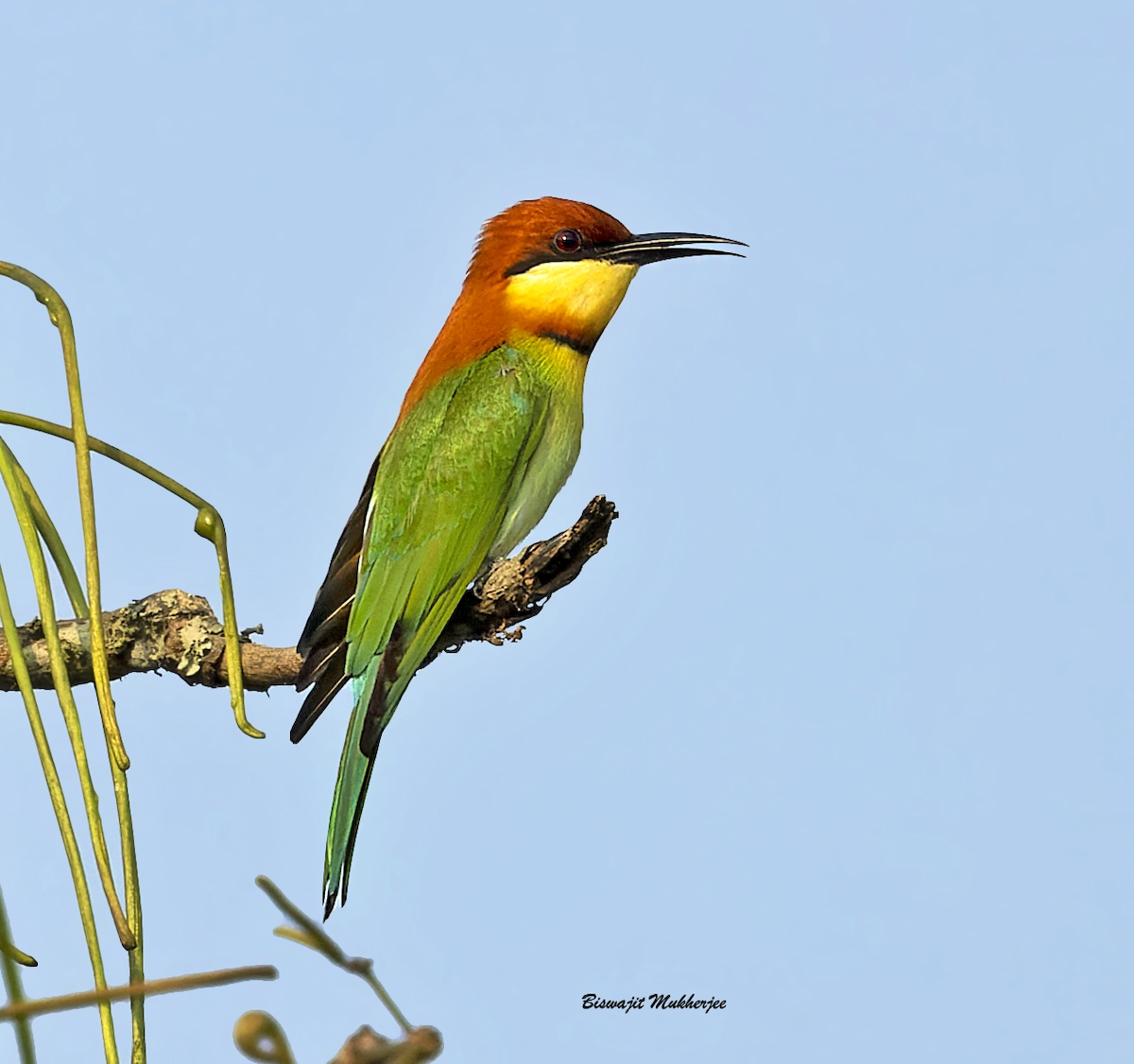 Chestnut-headed Bee-eater - ML631914373