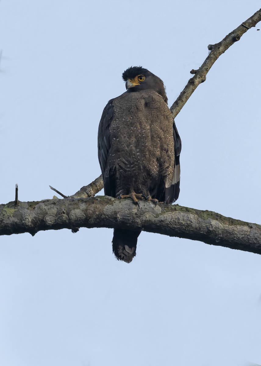 Crested Serpent-Eagle - ML631914464