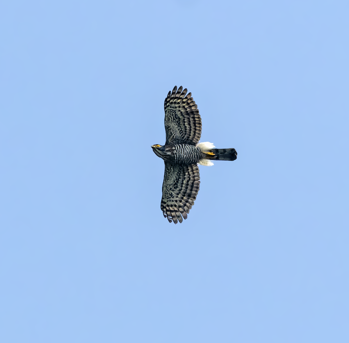 Crested Goshawk - ML631914487