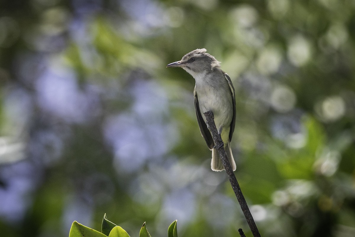 Black-whiskered Vireo - ML631914553