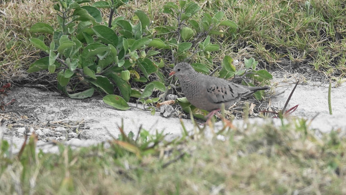 Common Ground Dove - ML631914598