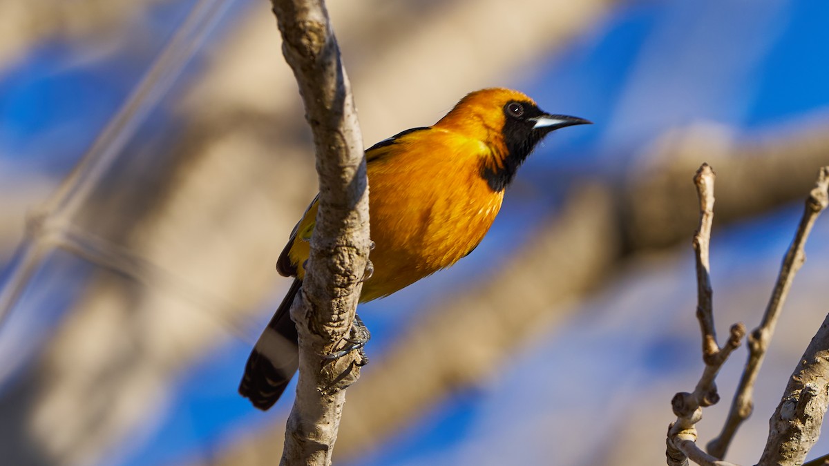 Hooded Oriole - ML631914668