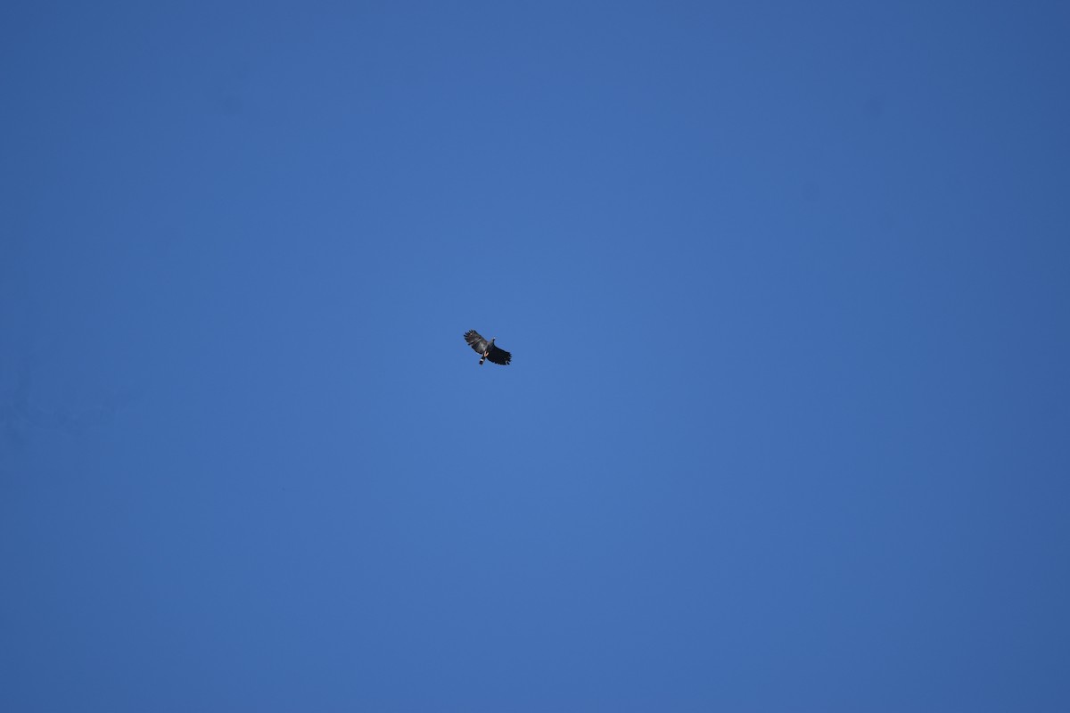 Crane Hawk - ML631914732