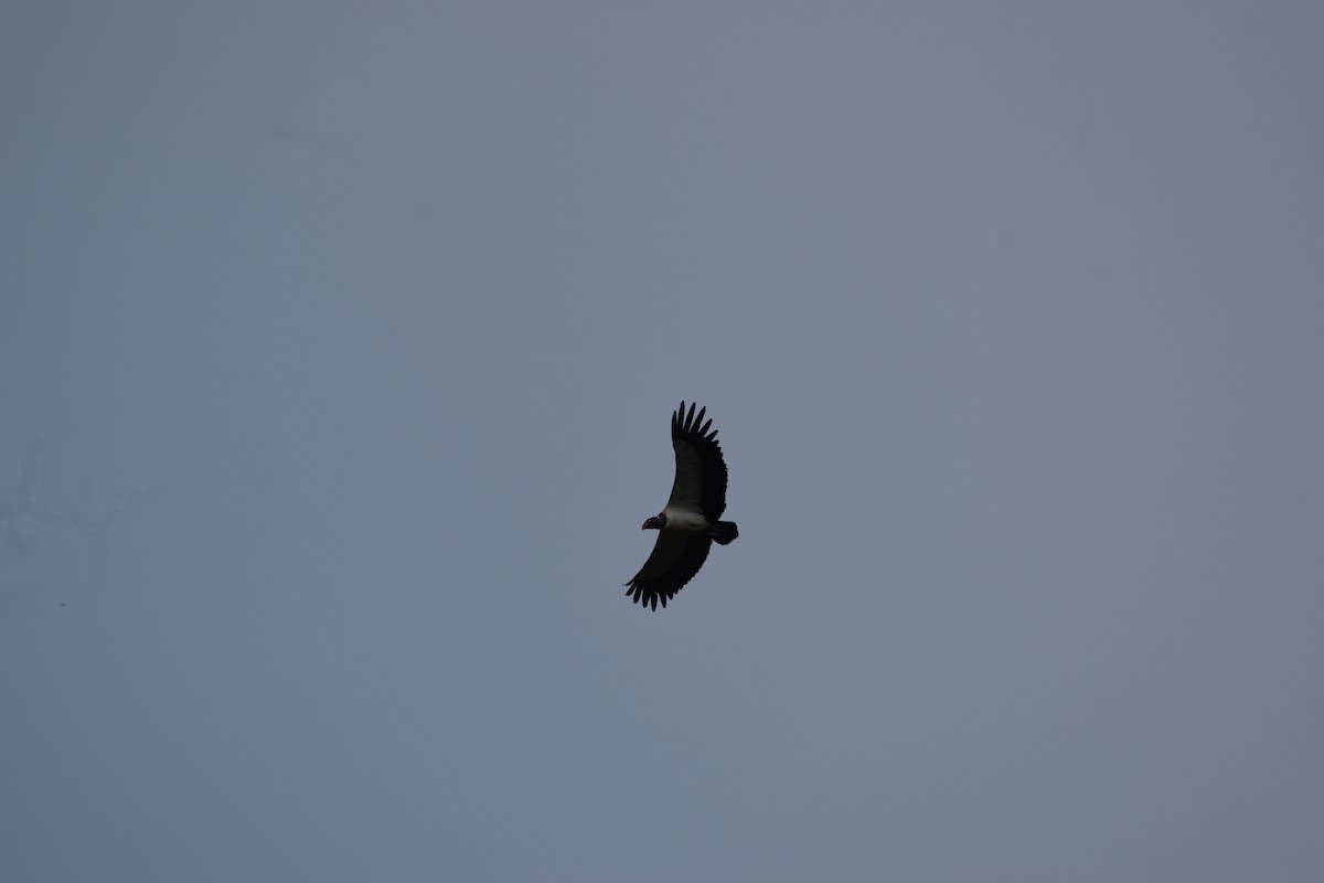 King Vulture - ML631914741