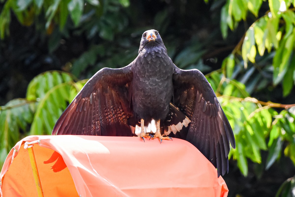 Common Black Hawk - ML631914756