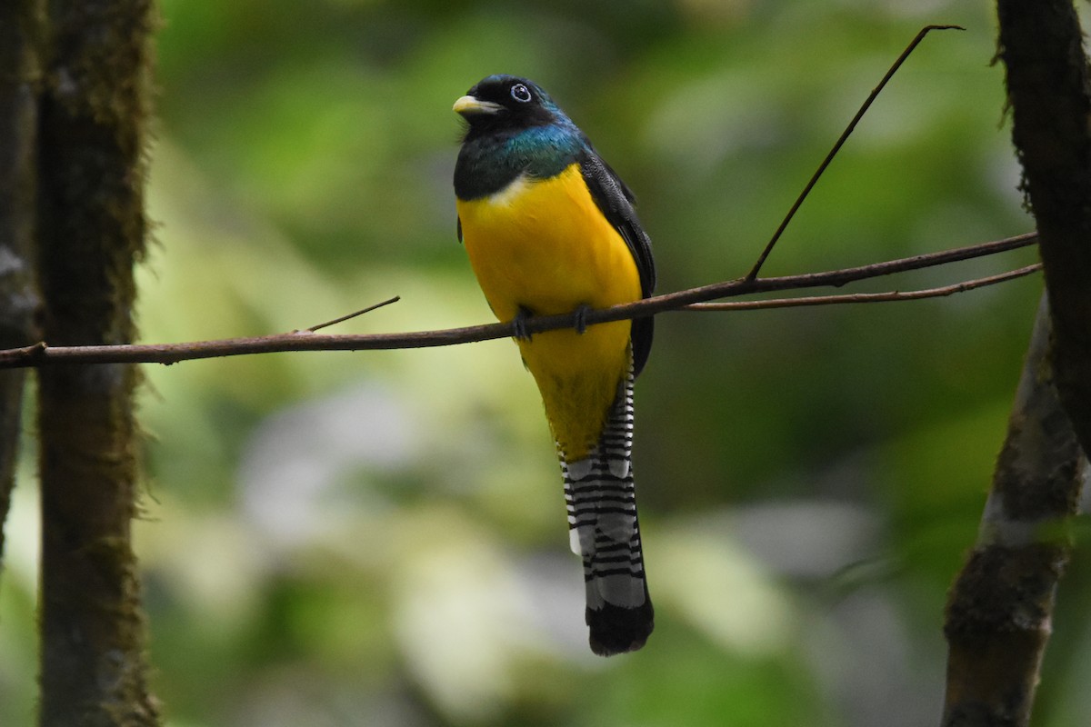 Northern Black-throated Trogon - ML631914765