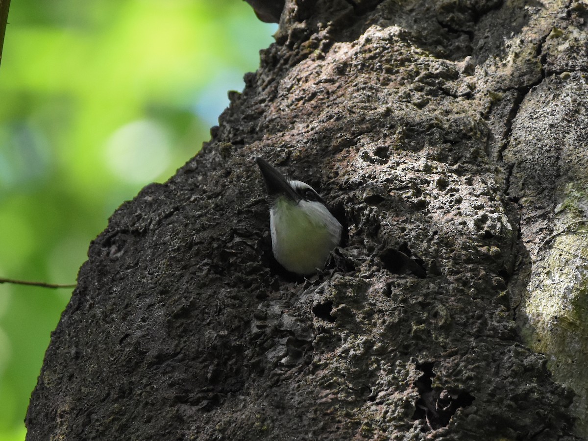 White-necked Puffbird - ML631914776
