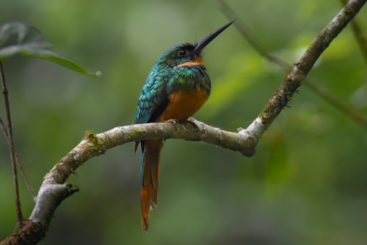 Rufous-tailed Jacamar - ML631914789
