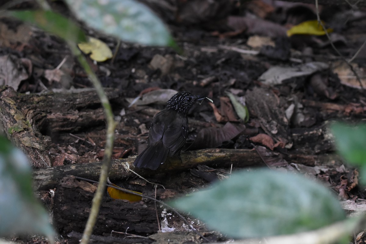 Black-hooded Antshrike - ML631914875
