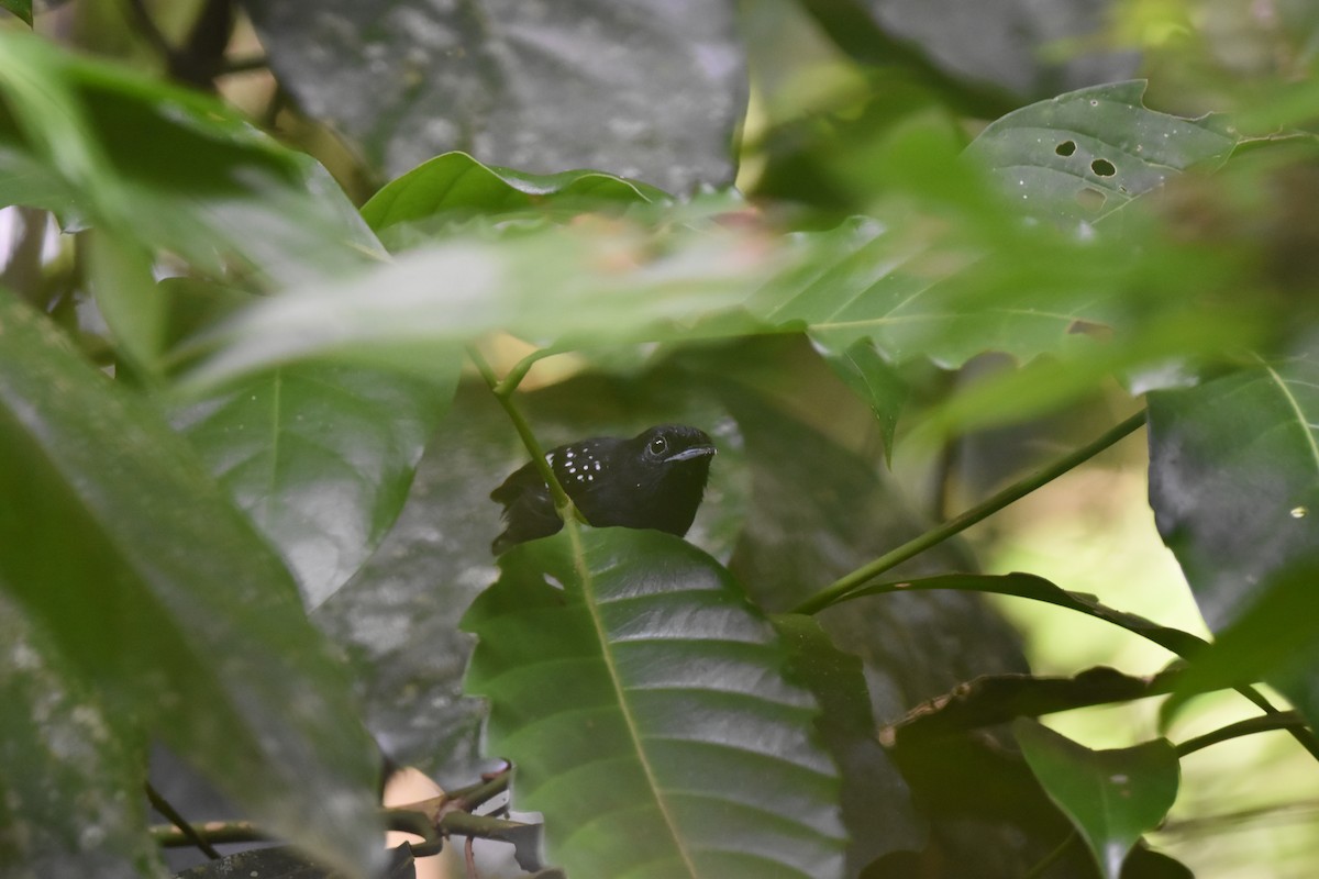 Dot-winged Antwren - ML631914904