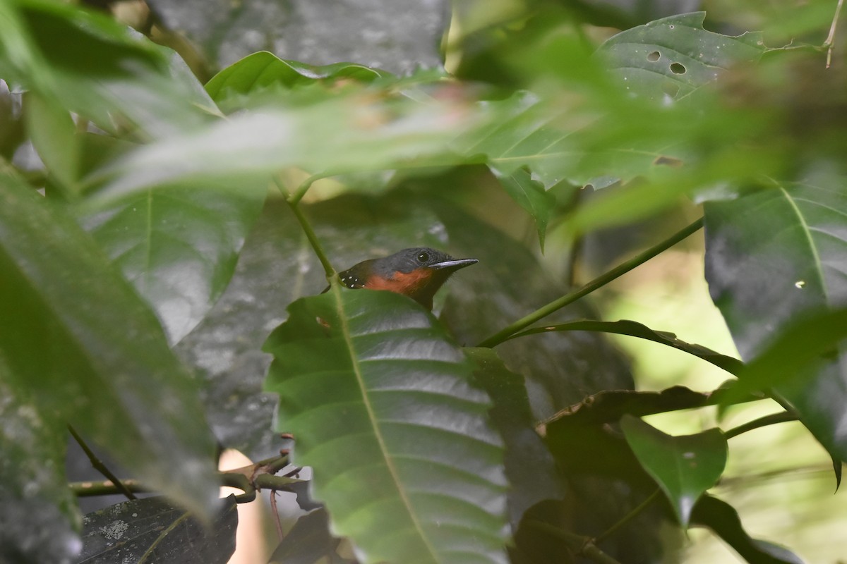 Dot-winged Antwren - ML631914905