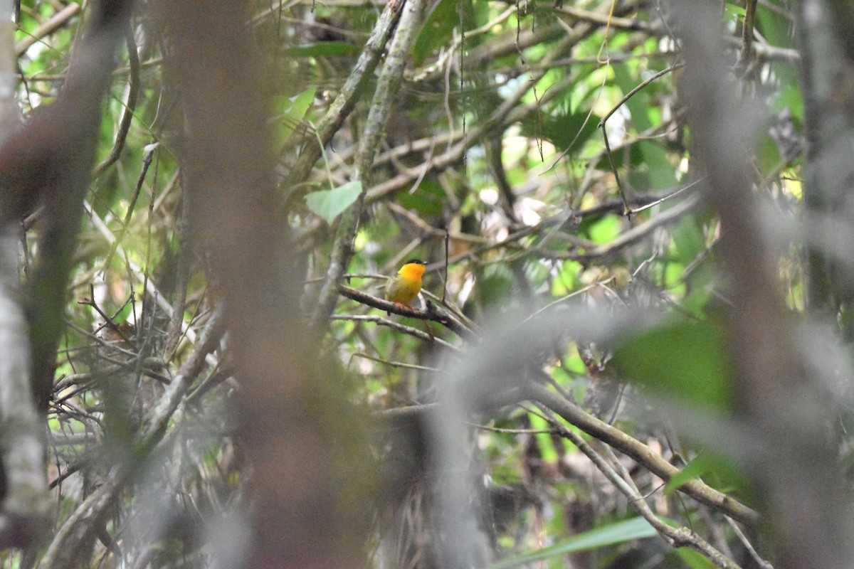 Orange-collared Manakin - ML631914933