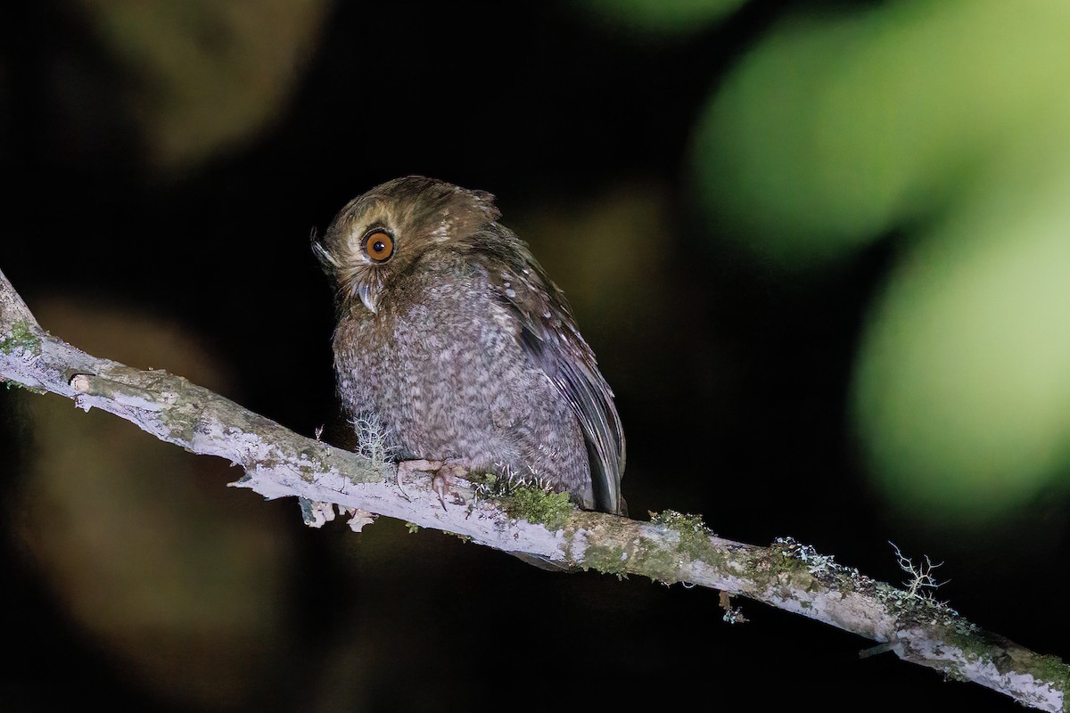 Long-whiskered Owlet - ML631915040