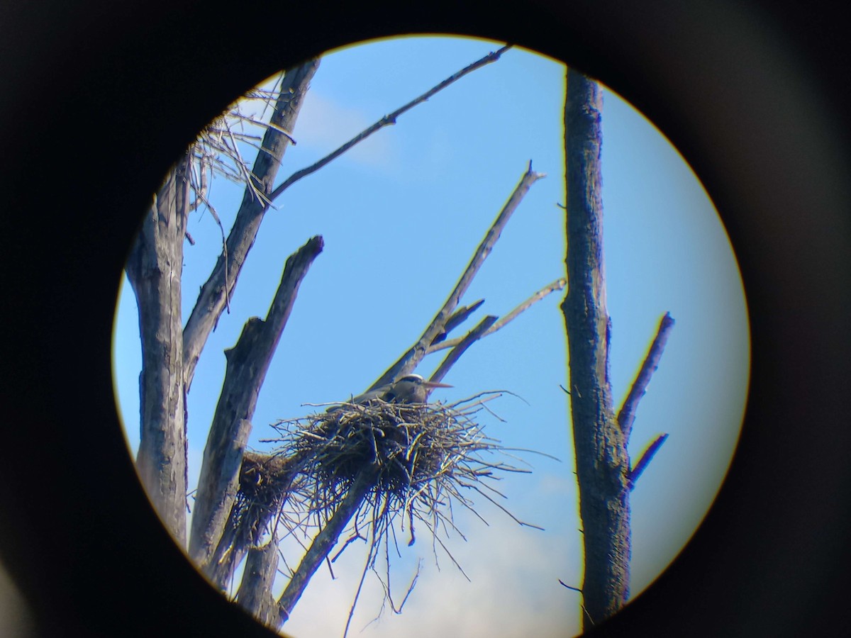 Great Blue Heron - ML631915118