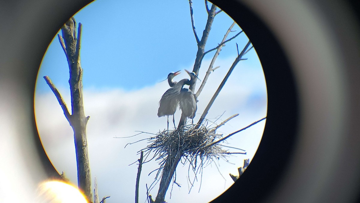 Great Blue Heron - ML631915119
