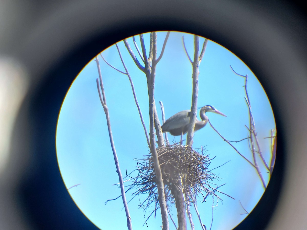 Great Blue Heron - ML631915120