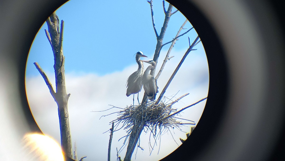 Great Blue Heron - ML631915121