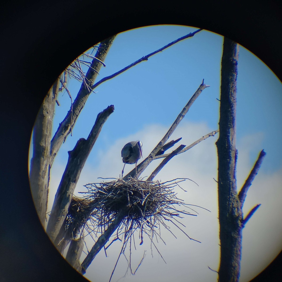 Great Blue Heron - ML631915122