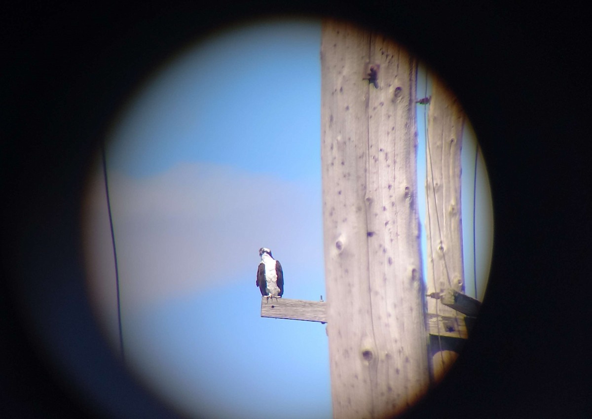 Osprey - ML631915145