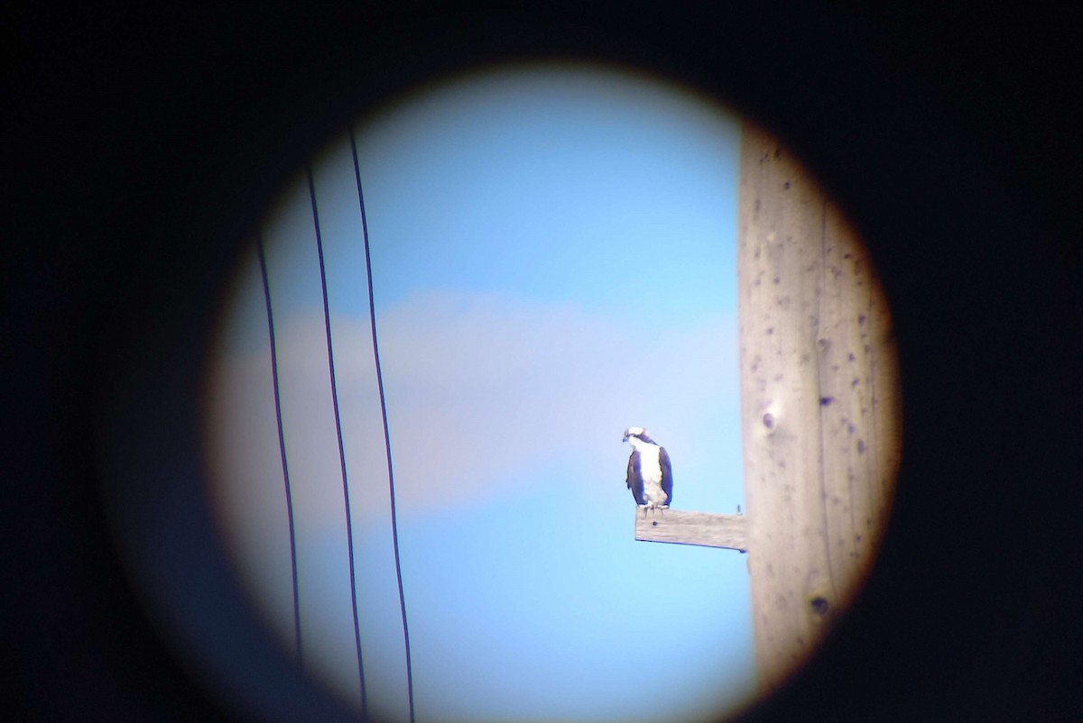 Osprey - ML631915146