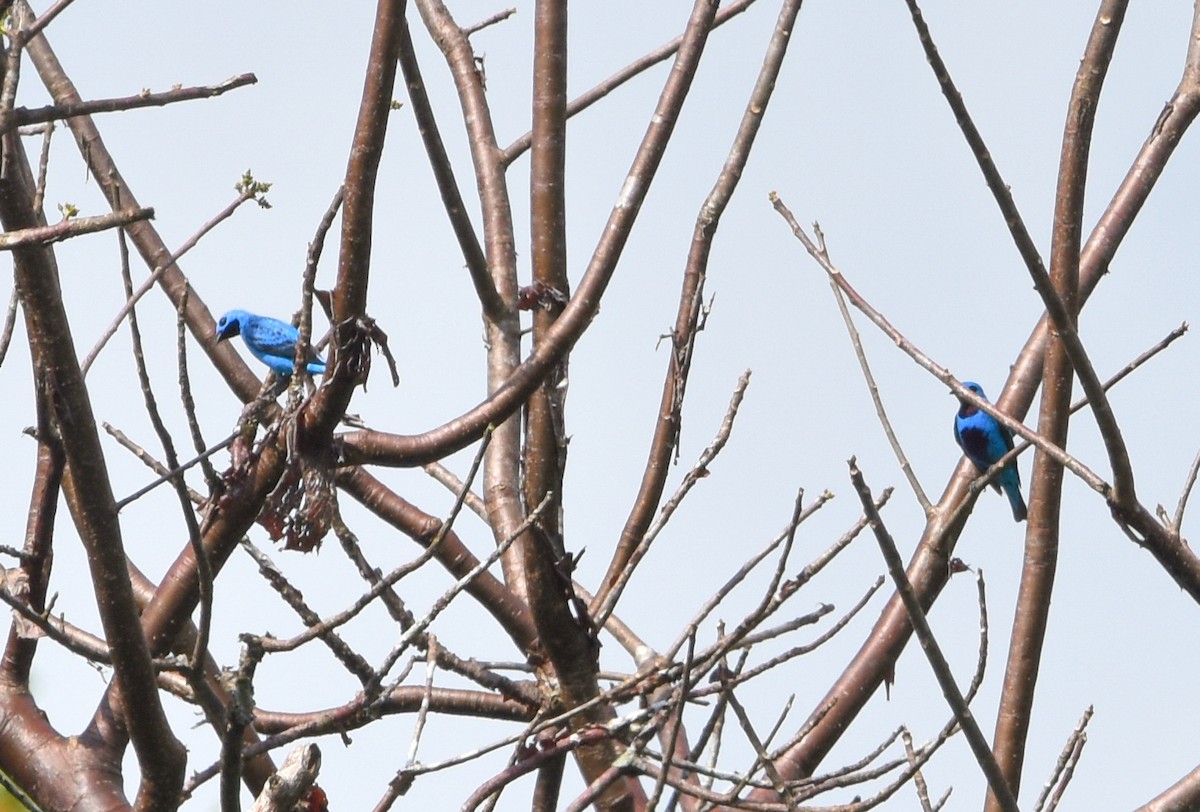 Turquoise Cotinga - ML631915175