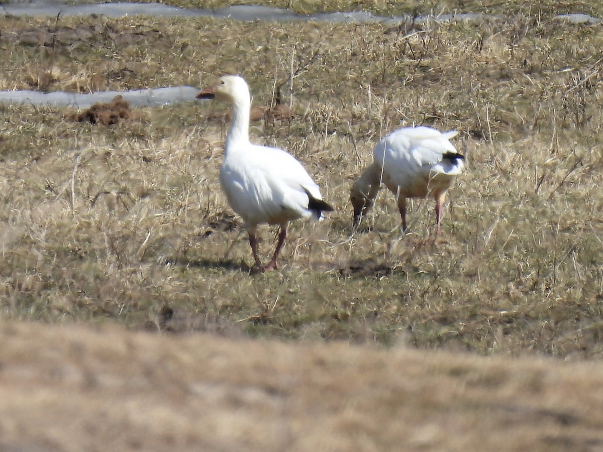 Snow Goose - ML631915435