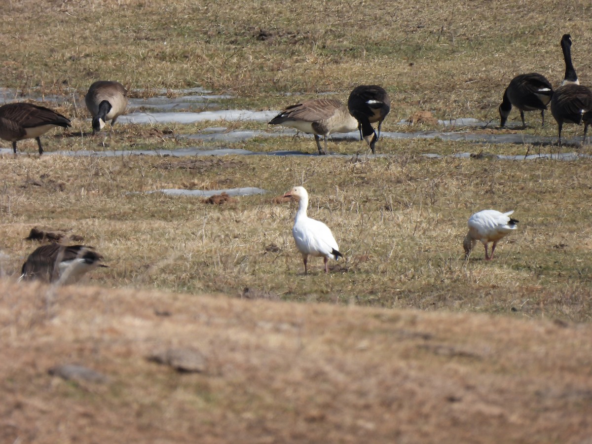 Snow Goose - ML631915436