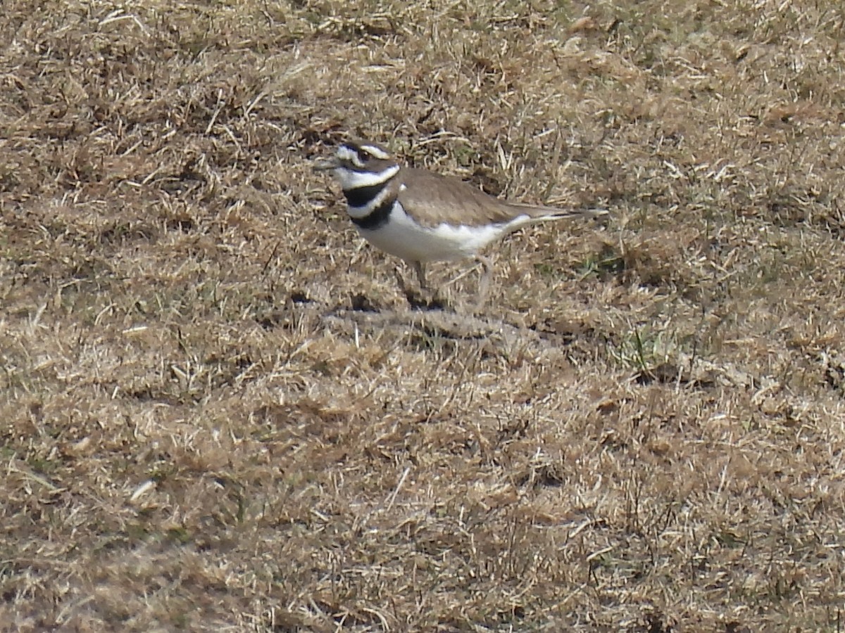 Killdeer - ML631915485