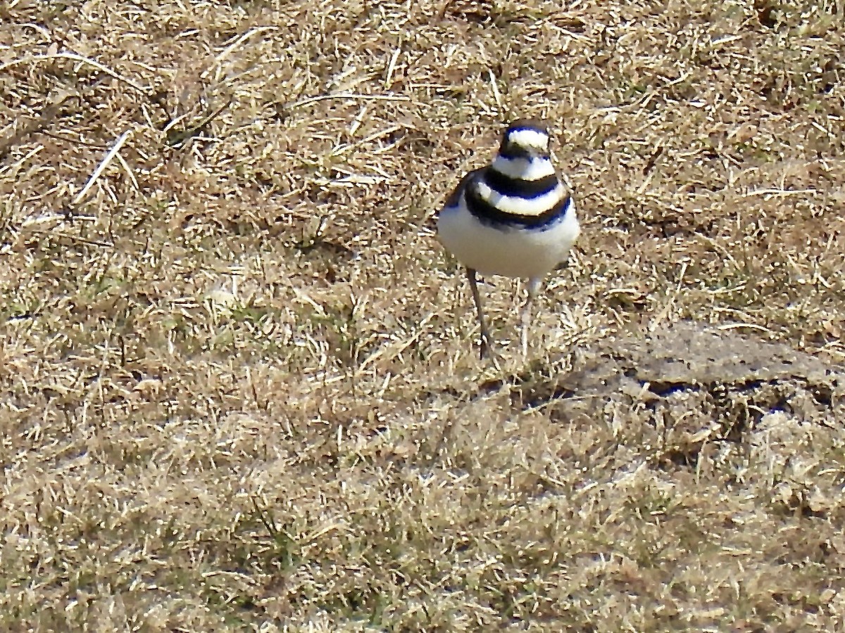 Killdeer - ML631915486