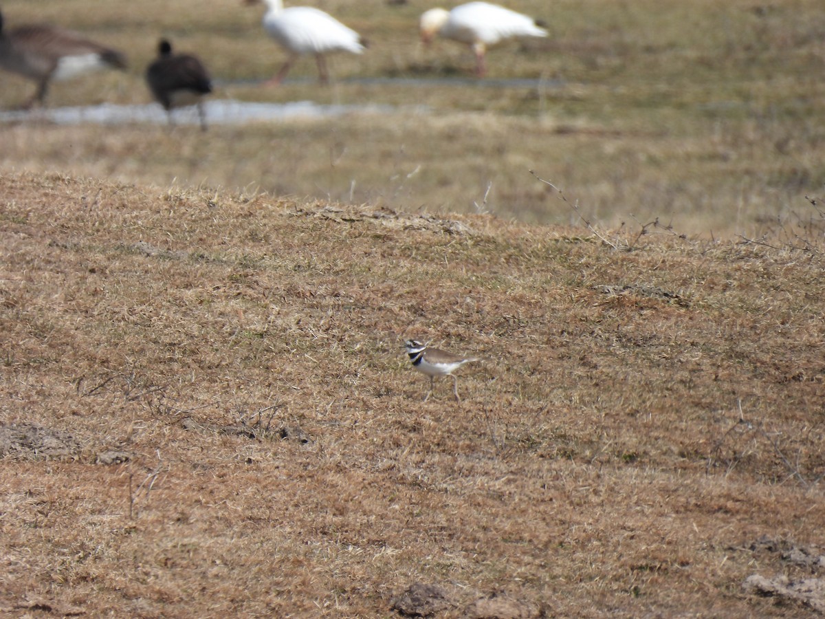 Killdeer - ML631915493