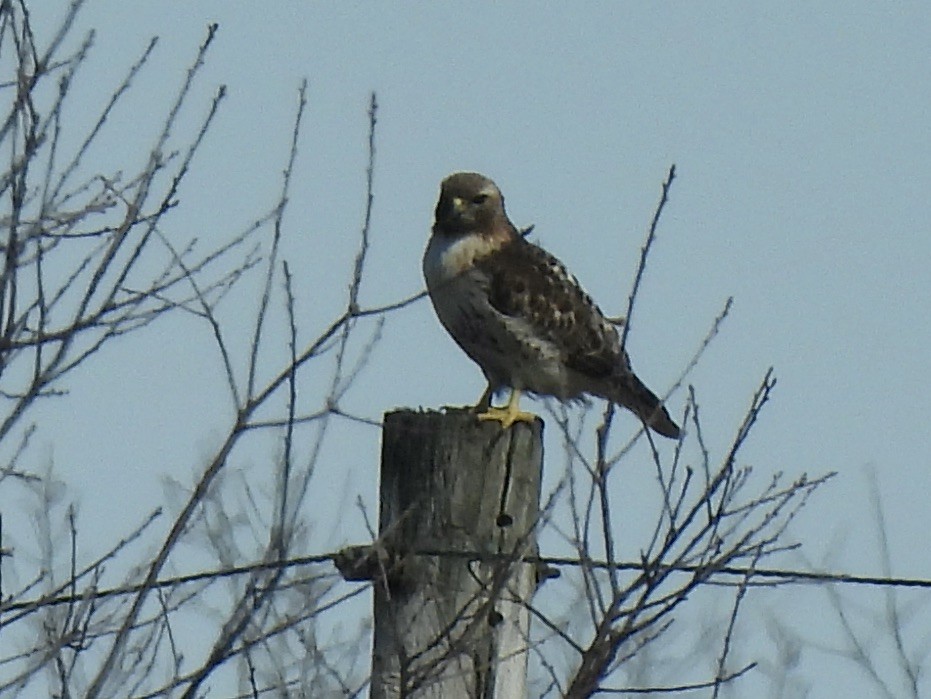 Red-tailed Hawk - ML631915508