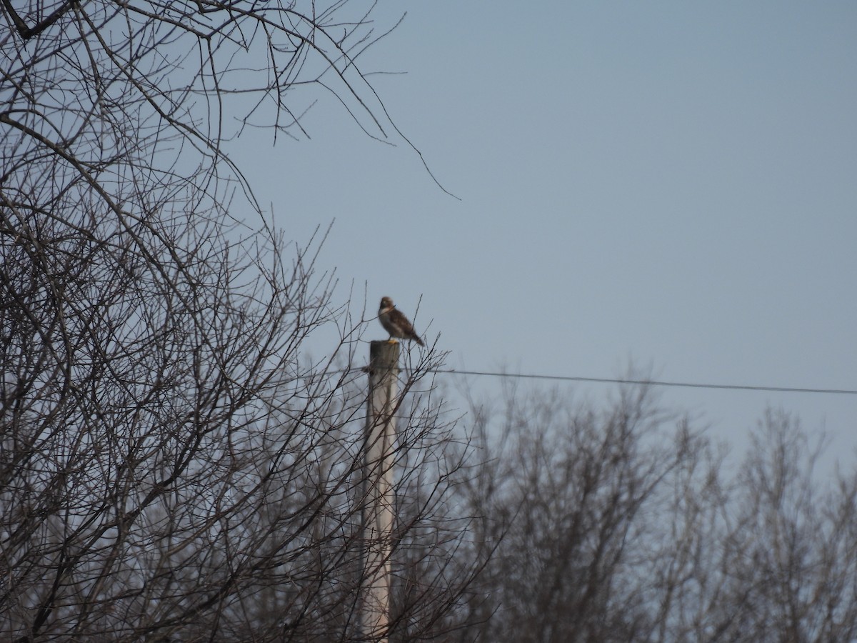 Red-tailed Hawk - ML631915509