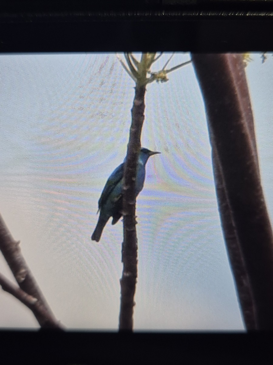 Blue Dacnis - ML631915659