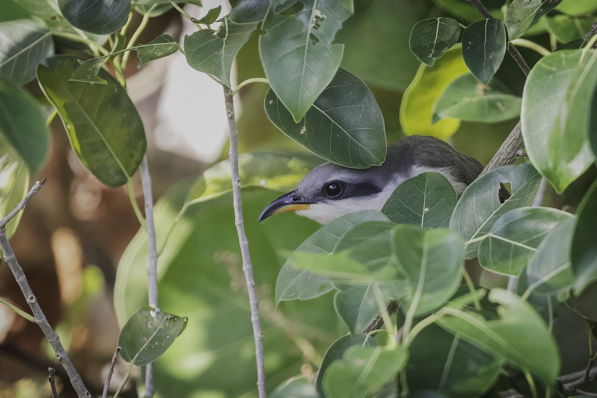 Mangrove Cuckoo - ML631915661